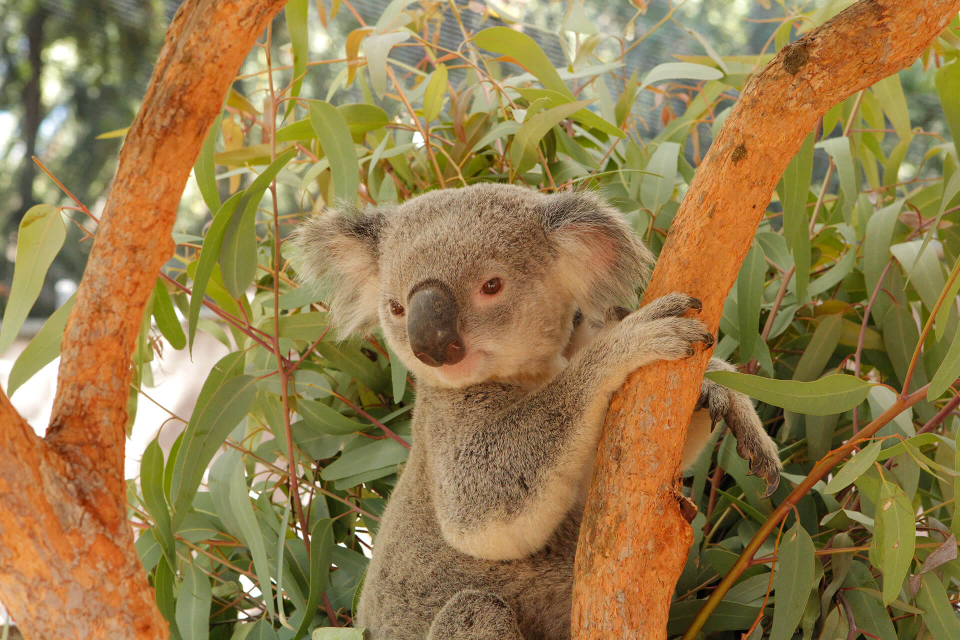 Koala Talk | Perth Zoo